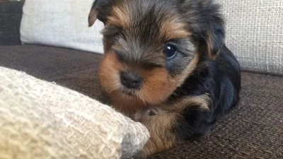 Jorkšírský teriér